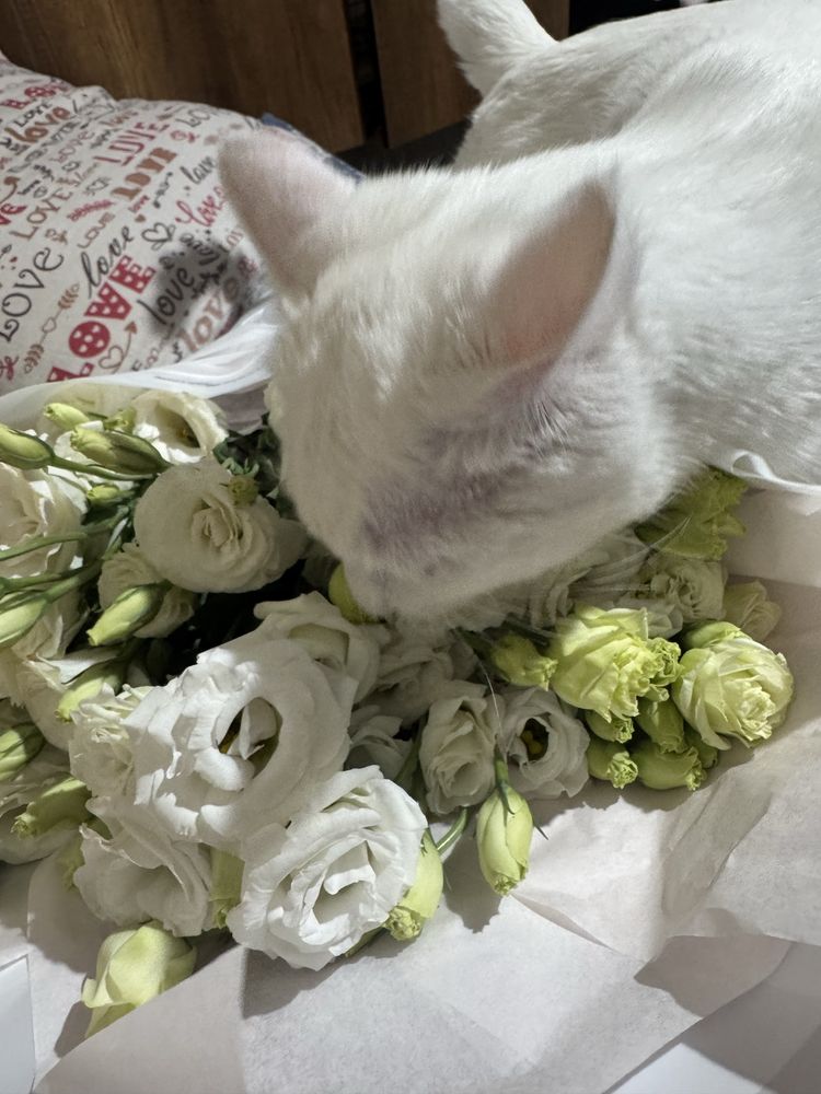 ОТДАМ КОТА в добрые руки