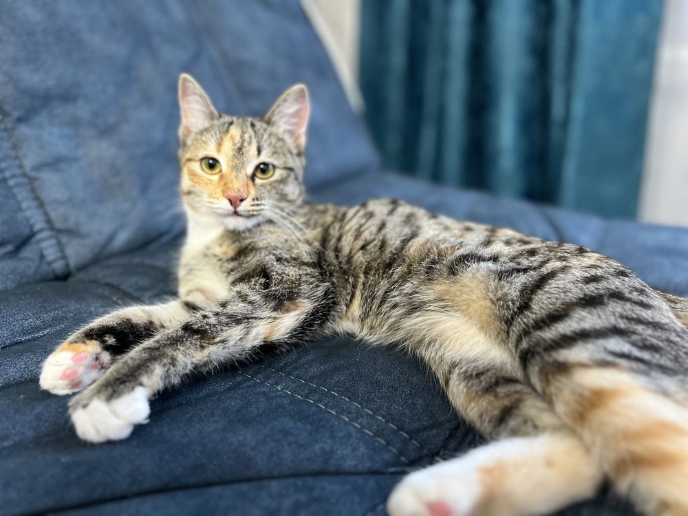 Отдам котенка