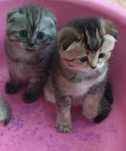 Котята Вислоушки  Скоттиш фолд