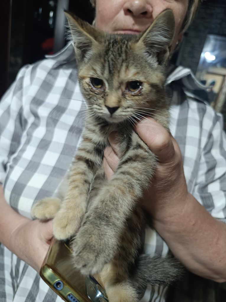 Отдам котят в добрые руки