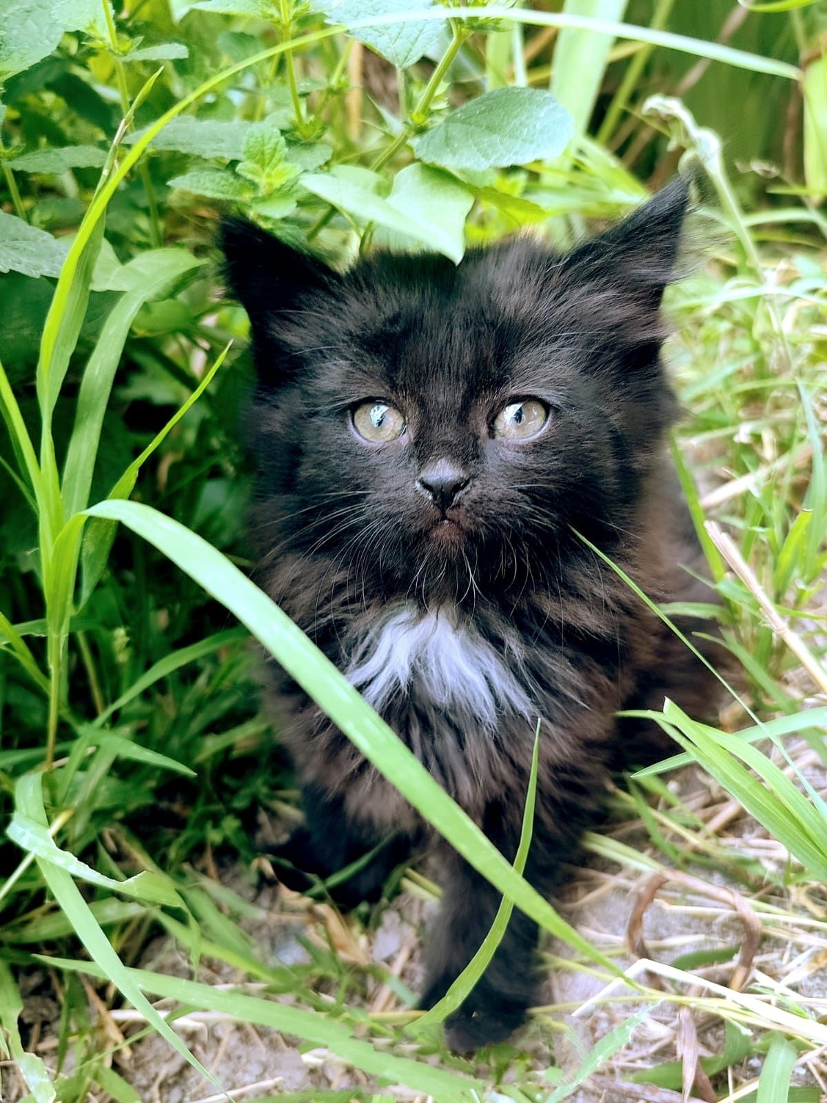 Отдам котят в добрые руки