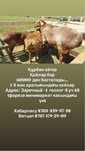 Құрбан аитқа қой сатылады