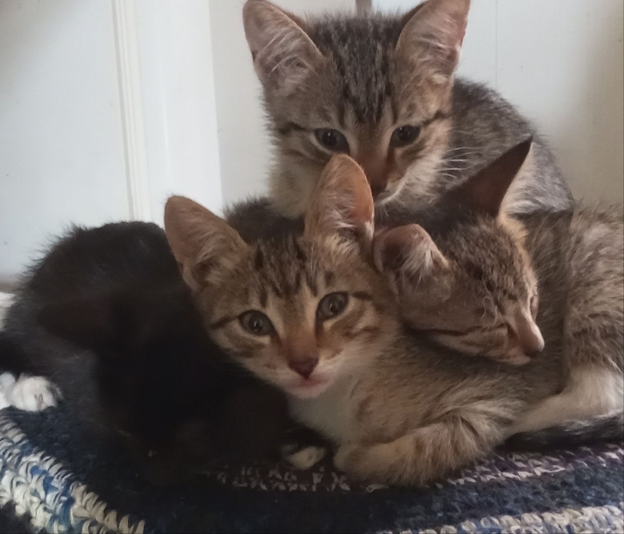Котята в добрые руки 1,5 месяца