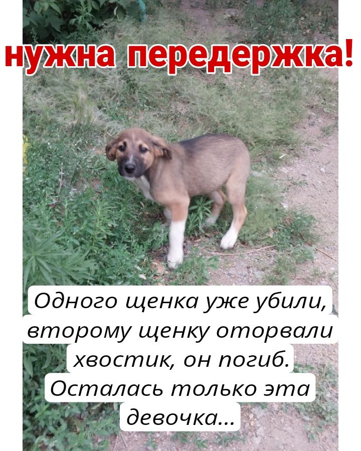 СРОЧНО добрые руки или передержка!