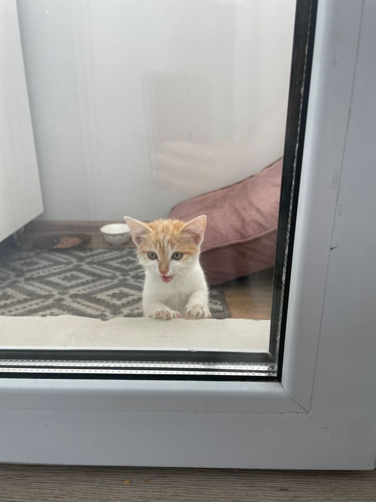 Отдам котенка в добрые руки