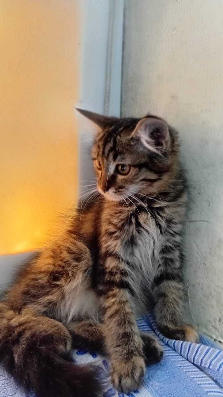 Отдам котёнка в добрые руки