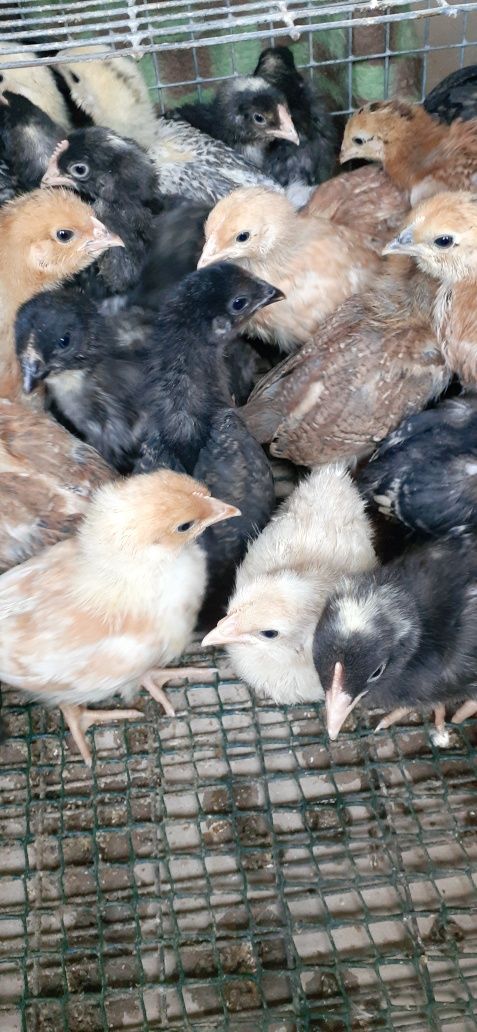Продам кур молодку,бройлер,утят,гусят,цыплят,Комбикорм.