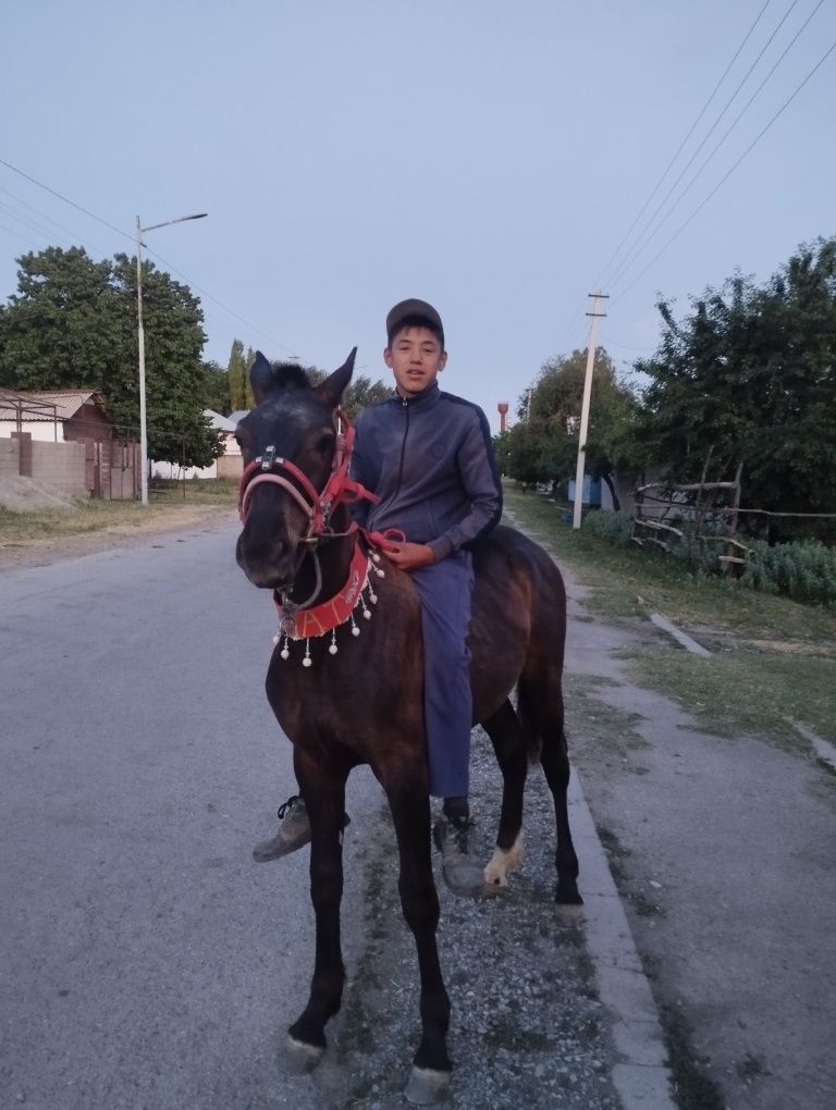 1 жасар таи көктемде 2 не толады