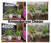 Хлорофитум океан, вариегатный.