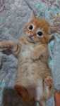 3 котенка, родились 11 июля 2025 года