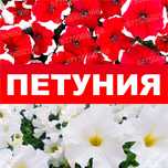Петуния бархатцы тагетис