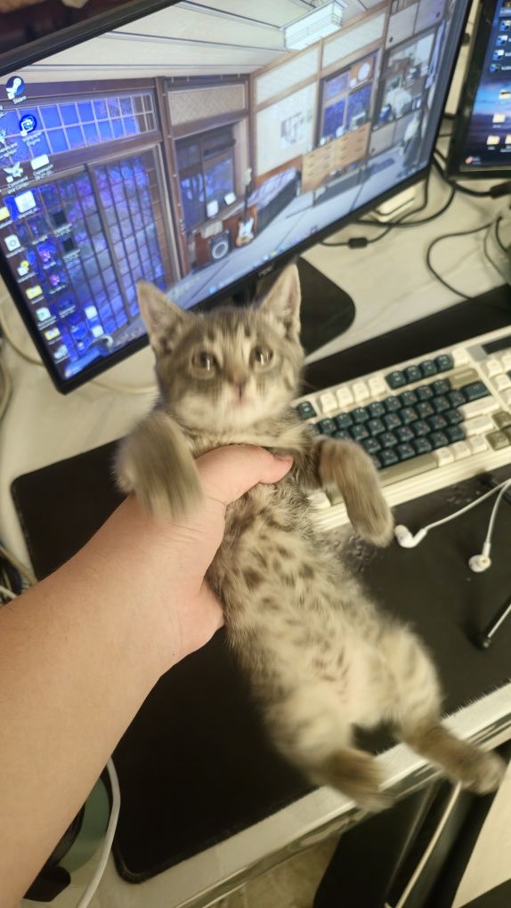 Даётся маленькая кошка