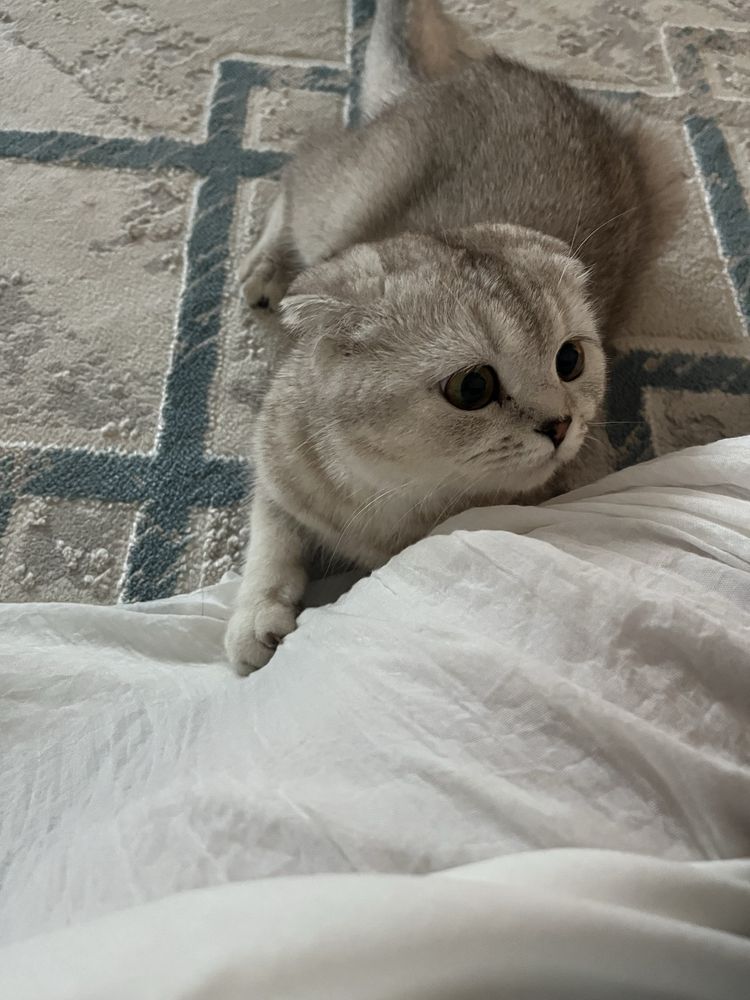 Отдам кошку в хорошие руки