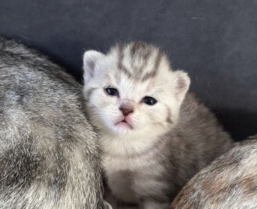 шотландские вислоухие и прямоухме котята