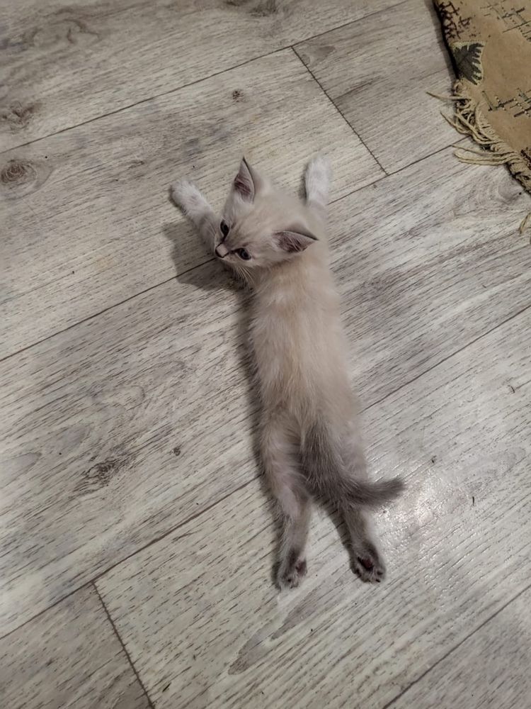 Отдам котят бесплатно
