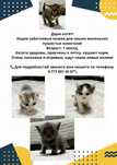 Дарю котят. Возраст 1 месяц