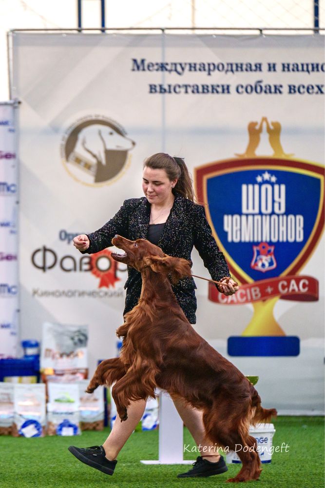 Кобель на вязку Ирландский сеттер
