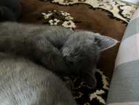 Отдам котят бесплатно