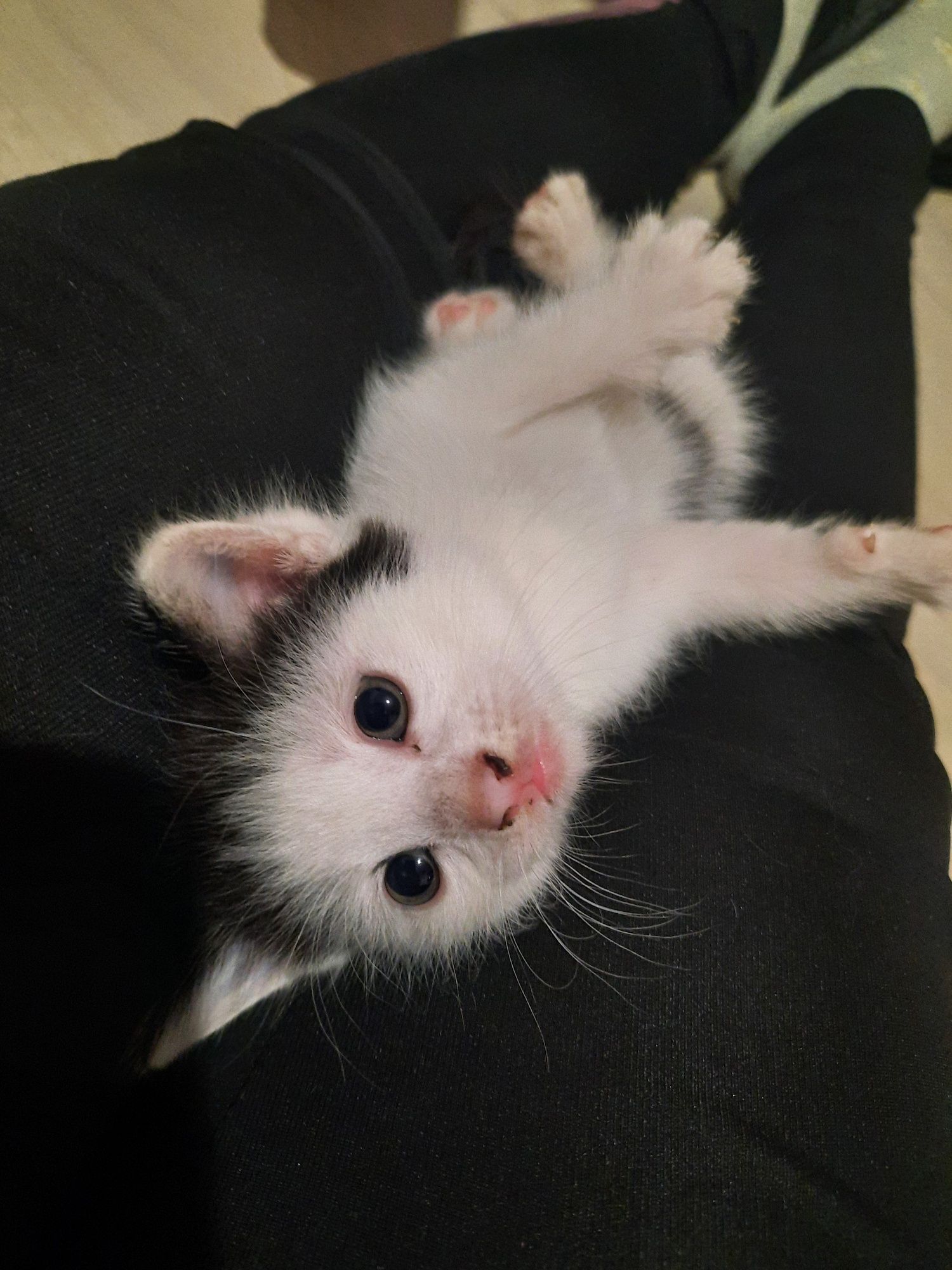 Прекрасные котята