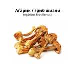 Агарик бразильский 50гр - 6000тг