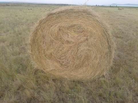 Сено в рулонах свежее