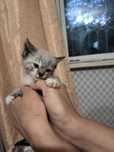 Отдам котят в хорошие руки