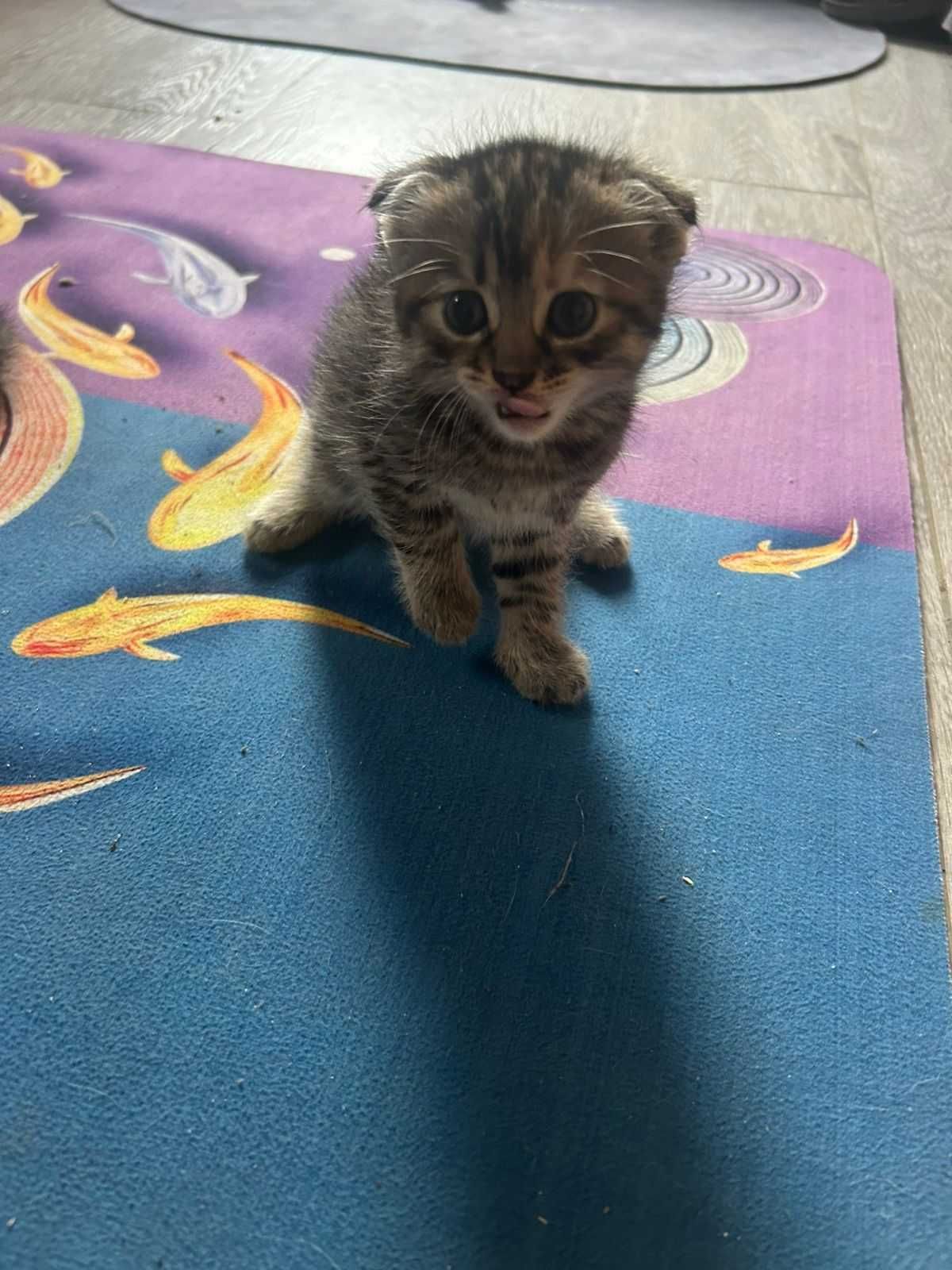 продам котят вислоухих
