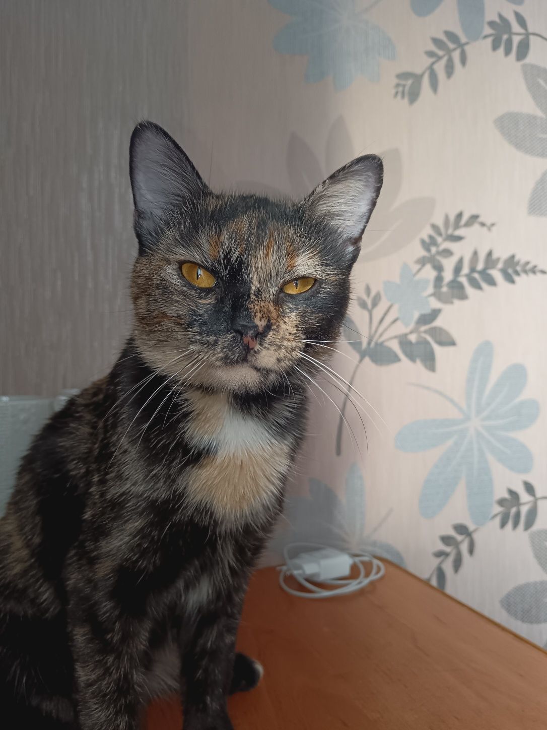 Отдам в добрые руки кошку