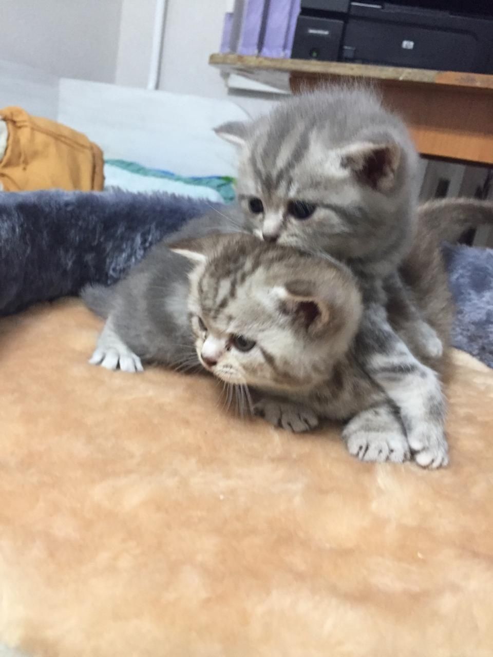 Молодой,опытный прямоухий шотландский кот (скоттиш страйт) для вязки