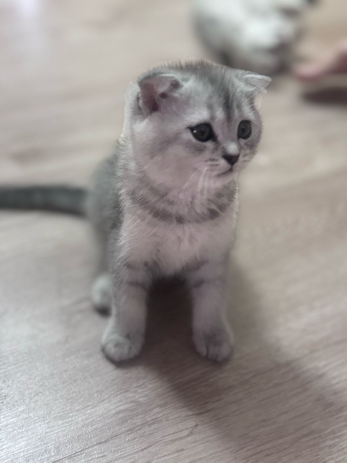 Котята серебристая шиншила