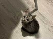 Отдам котёнка девочка