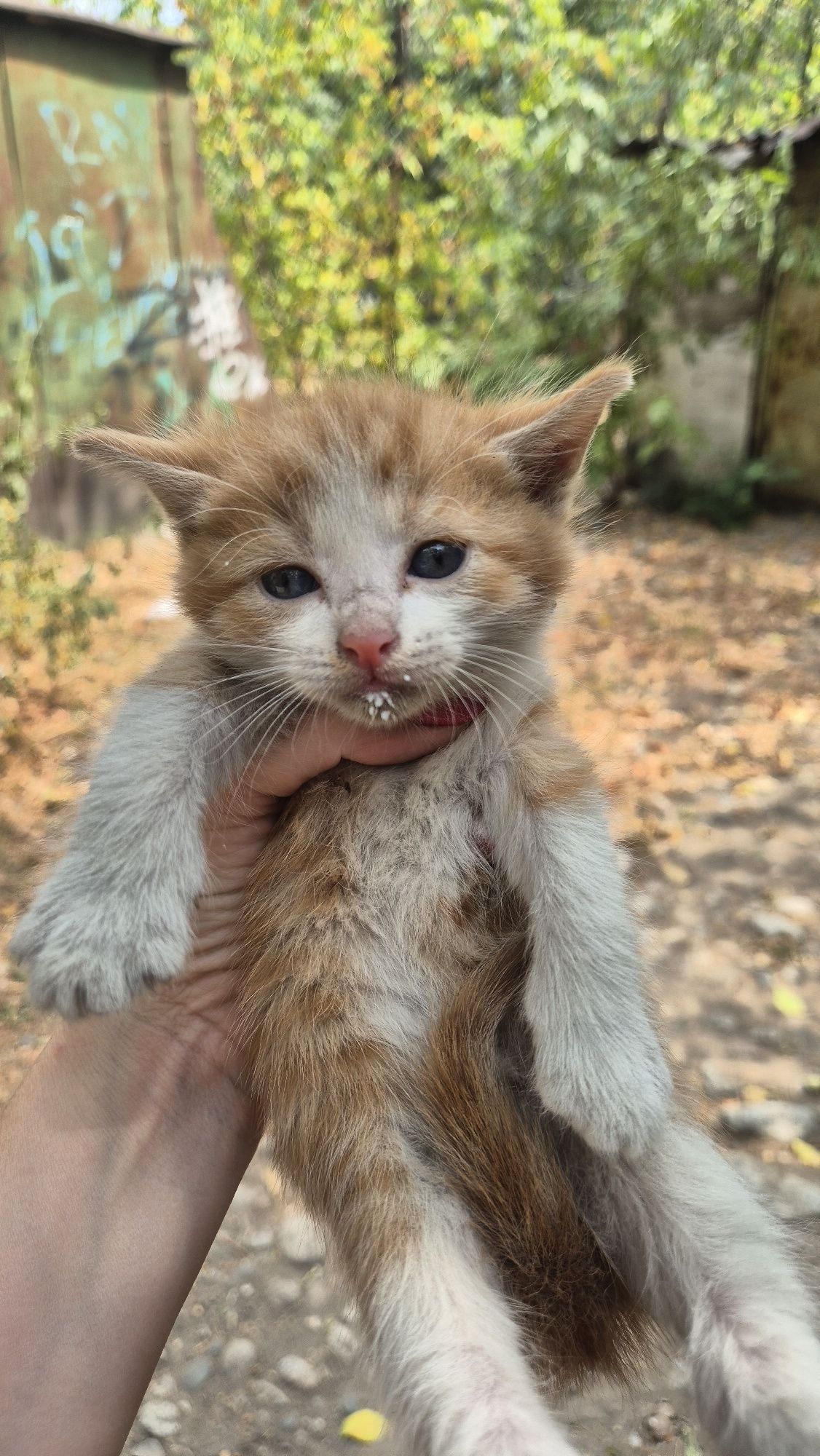 Котята отдадим бесплатно
