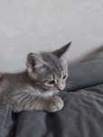 Котёнок. Девочка. 2,5 месяца