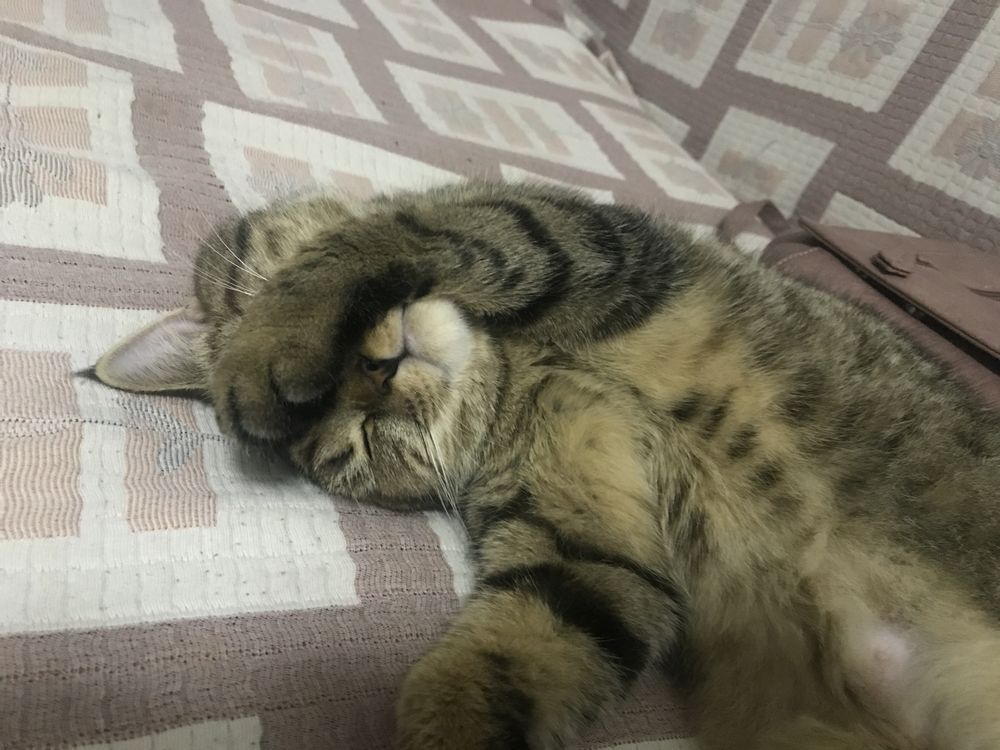 Скоттиш страйт в добрые руки