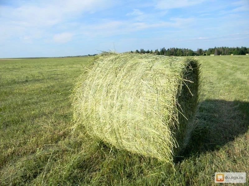 Продам Сено луговое