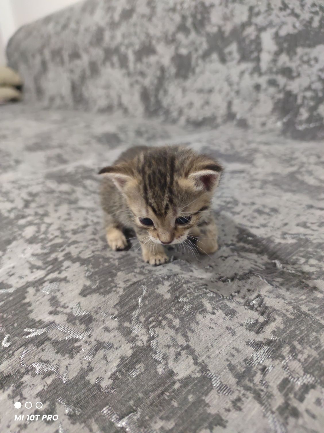 Отдам котенка в хорошие руки