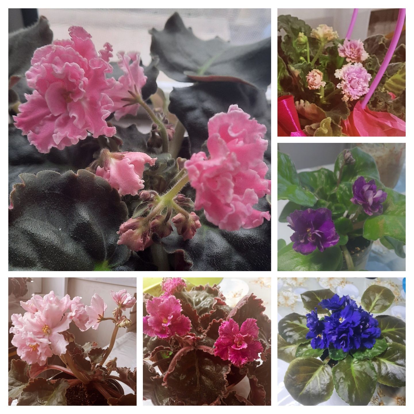 Продам листики сортовых фиалок
