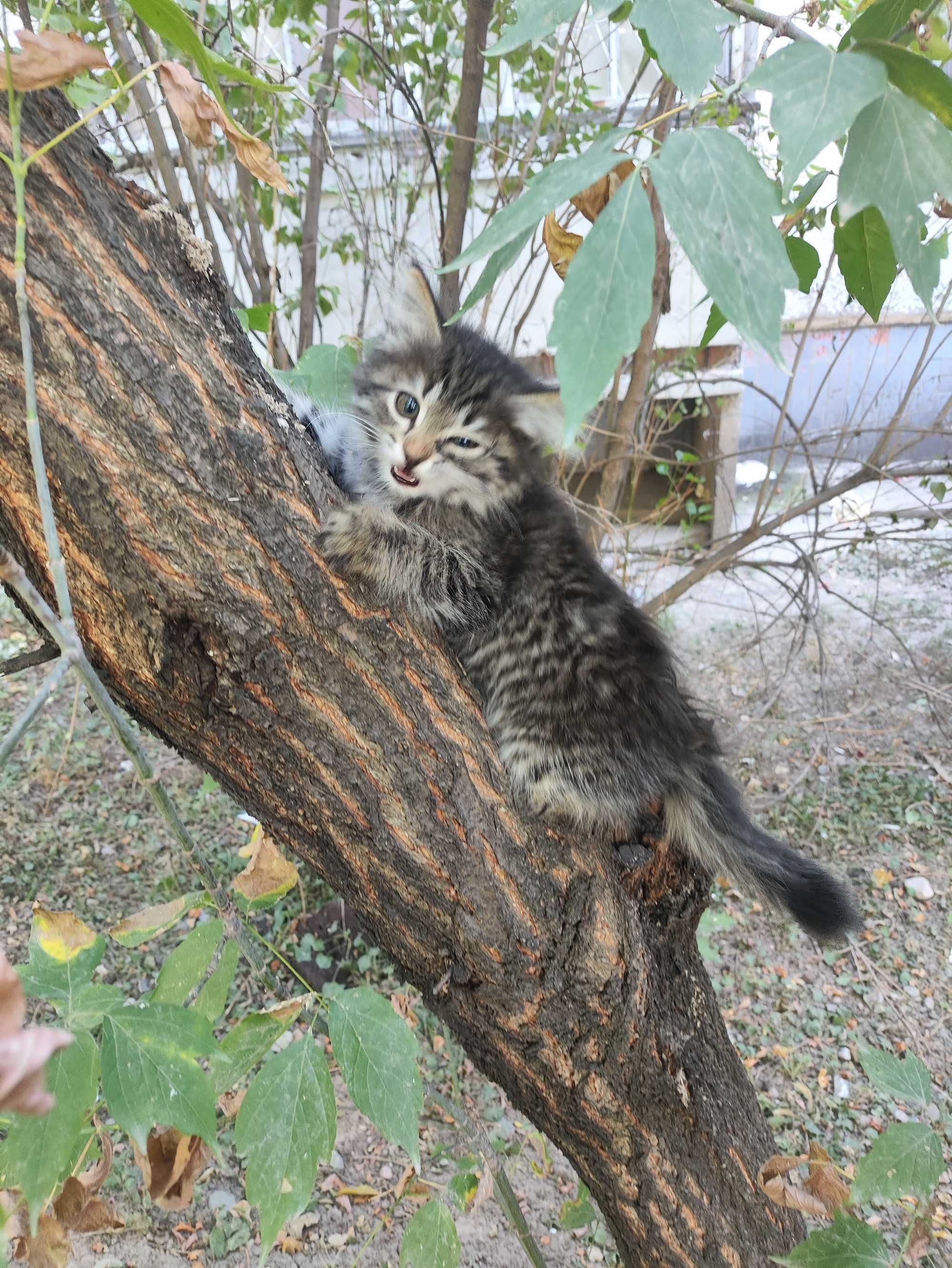 Котёнок, девочка