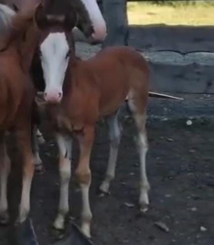 Продам кобыл Усть-Каменогорск
