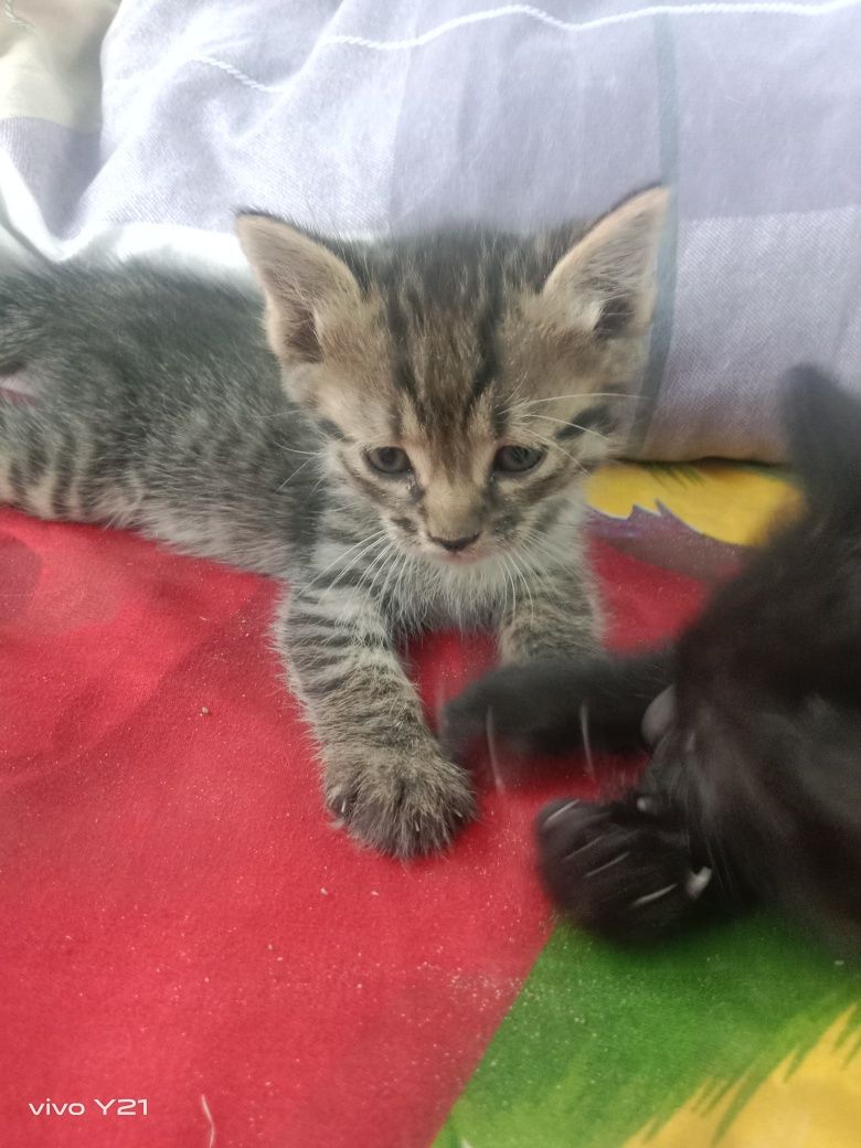 Отдам котят в добрые руки 2 мальчика 1 девочка