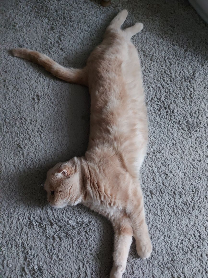 Кот для вязки британец (скоттиш-фолд)