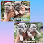 Элитные щенки шоу класса