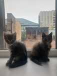 Отдам двух котят