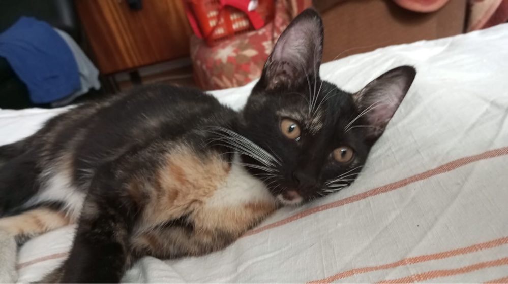 Котенок ДЕВОЧКА ищет новую семью