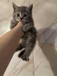 Котенок мальчик 5к