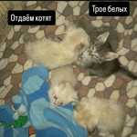 Отдаём котят бесплатно трое белых