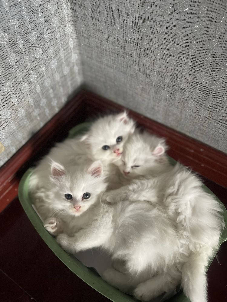 Белоснежная девочка Мэйн Кун красотка