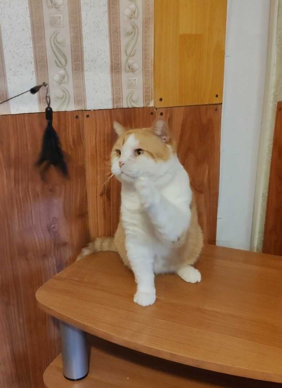 Обаятельный бело-рыжий котик ищет дом