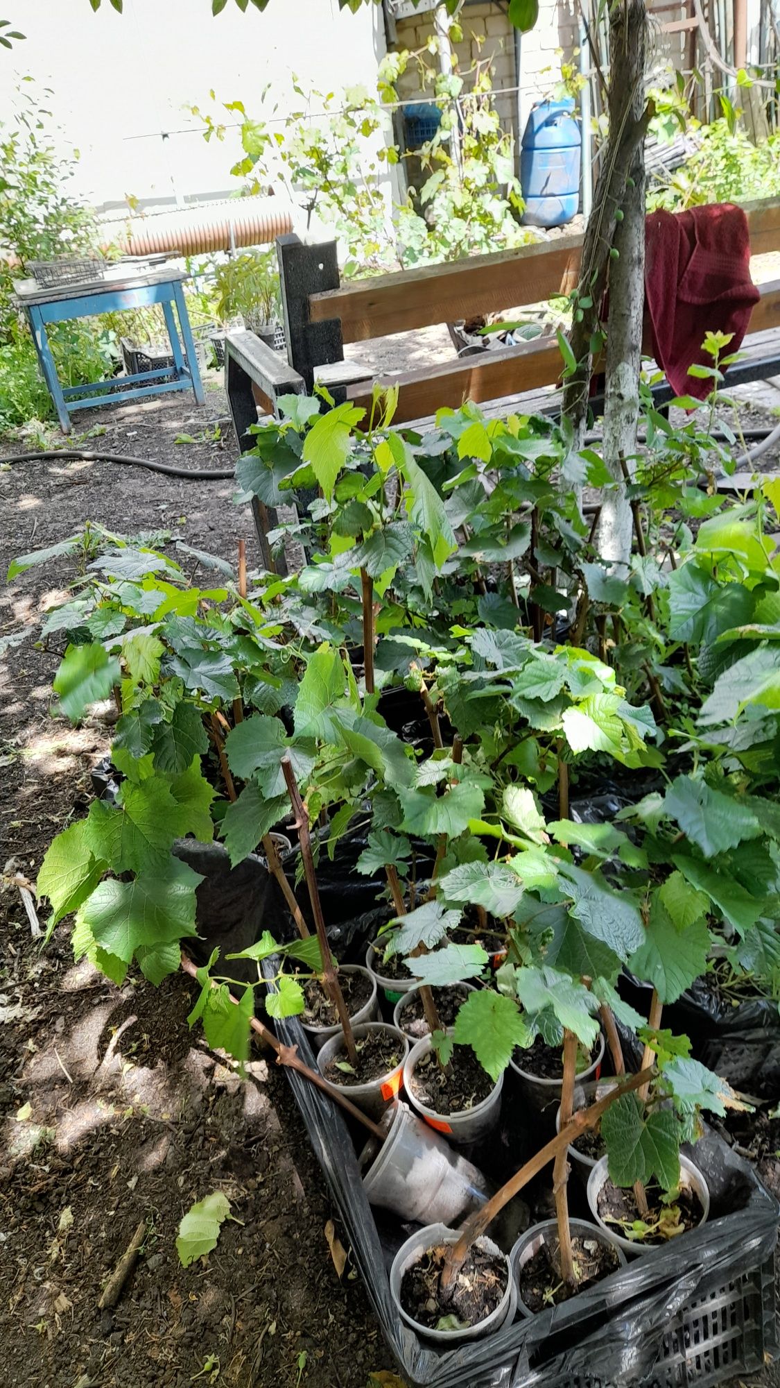 Продаю  саженцы  вишни  ,виноград, смородина