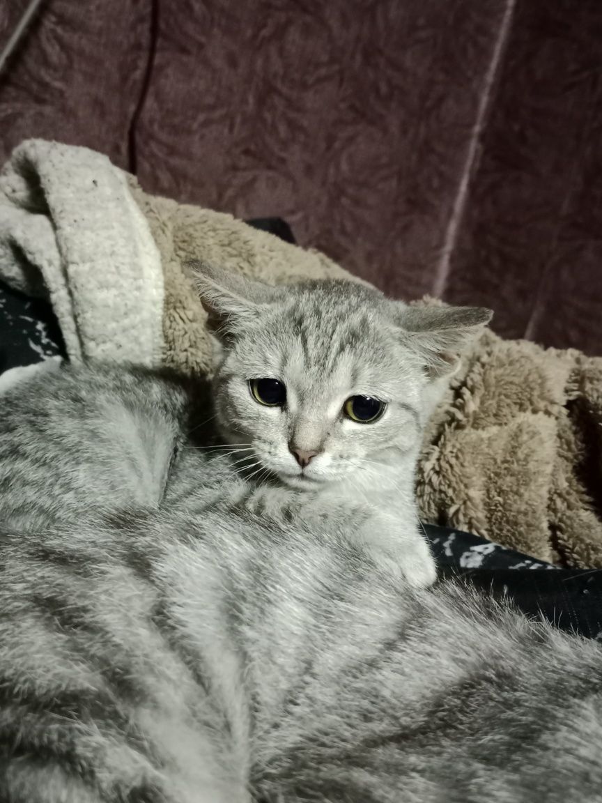 Отдам красивую кошечку